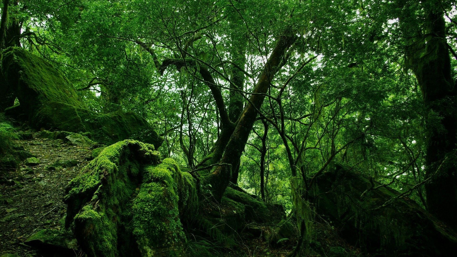 jungle background – Shade Tree